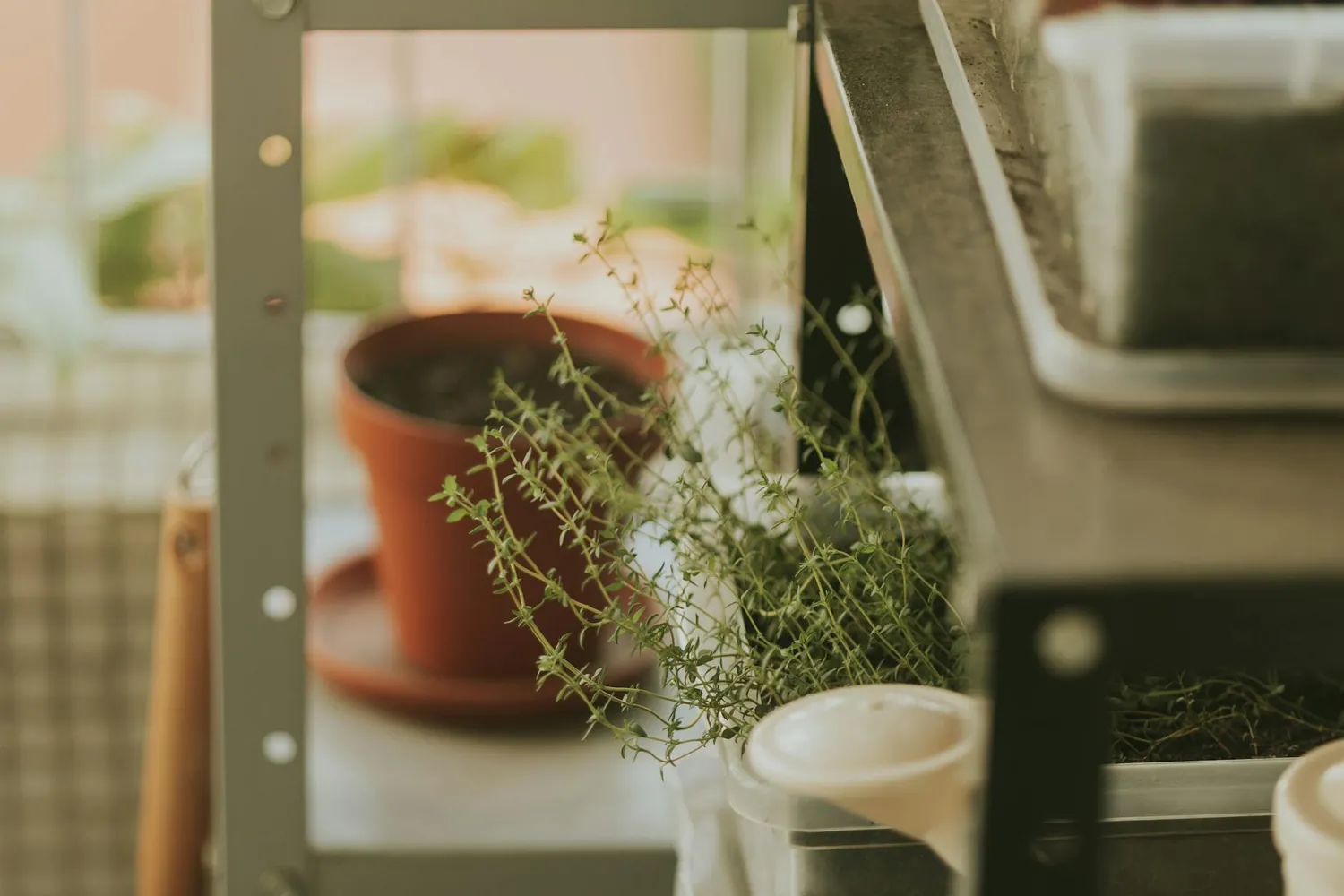 Case Studies on Thriving Indoor Herb Gardens in Urban Settings